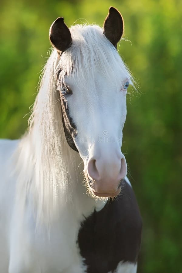 Pinto horse with long mane