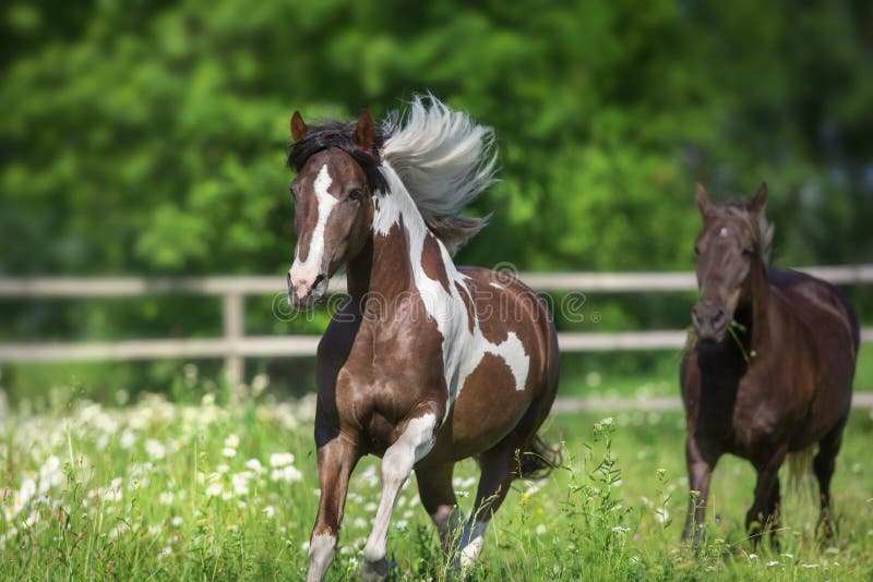 Pinto horse with long mane