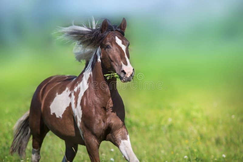 Pinto horse with long mane