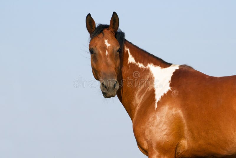Beautiful pinto horse portrait against blue sky