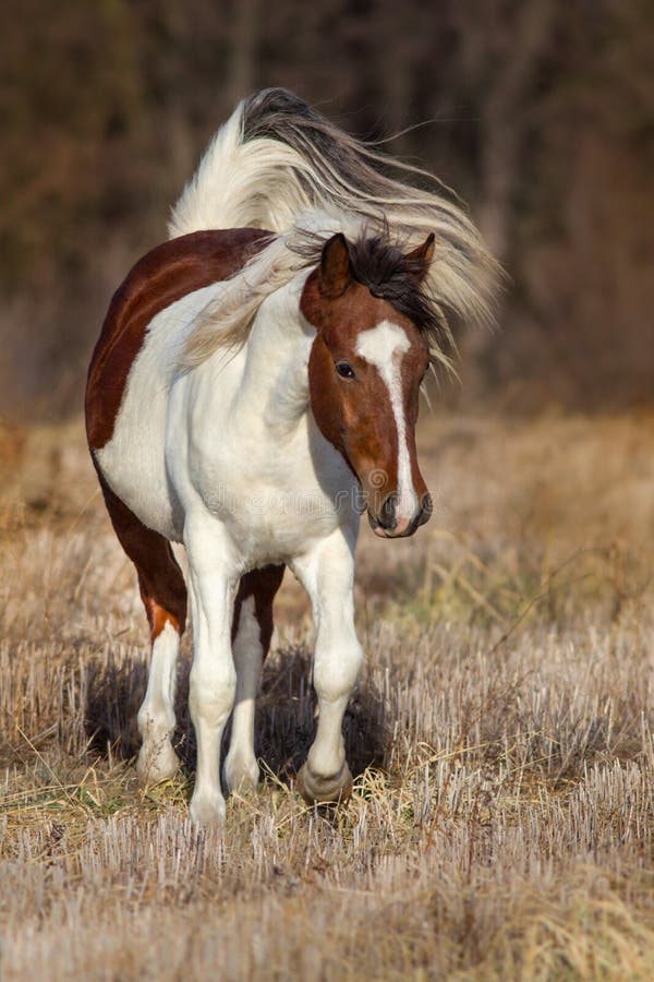 Pinto horse galloping stock image. Image of portrait 133472013