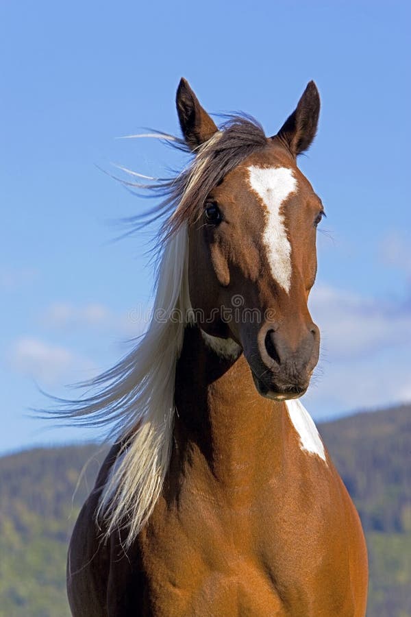 Pinto Gelding standing in meadow, portrait closeup. Pinto Gelding standing in meadow, portrait closeup