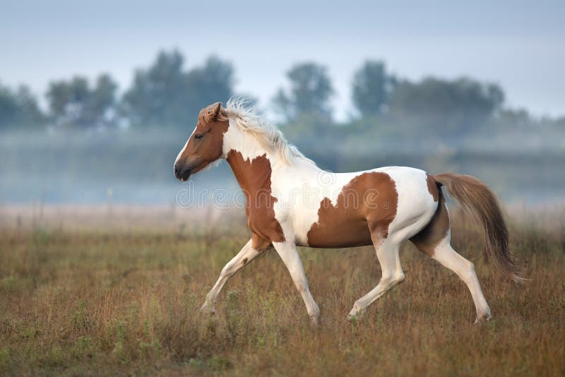 Pinto horse trotting