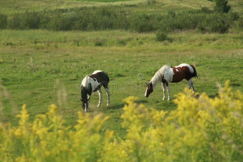 Grazing Pinto horses in green field.