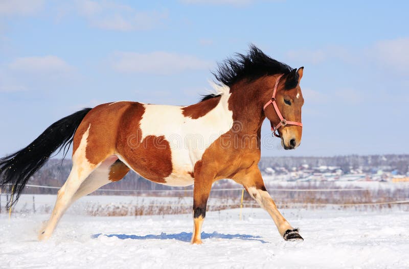 Rusteloos Aanklager abces Pinto paard stock afbeelding. Image of kantelen, blauw - 25121851