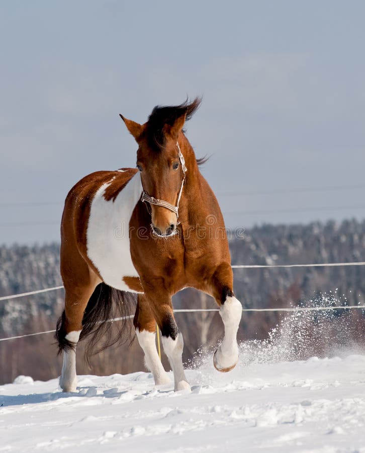 Pinto horse in a winter day. Pinto horse in a winter day