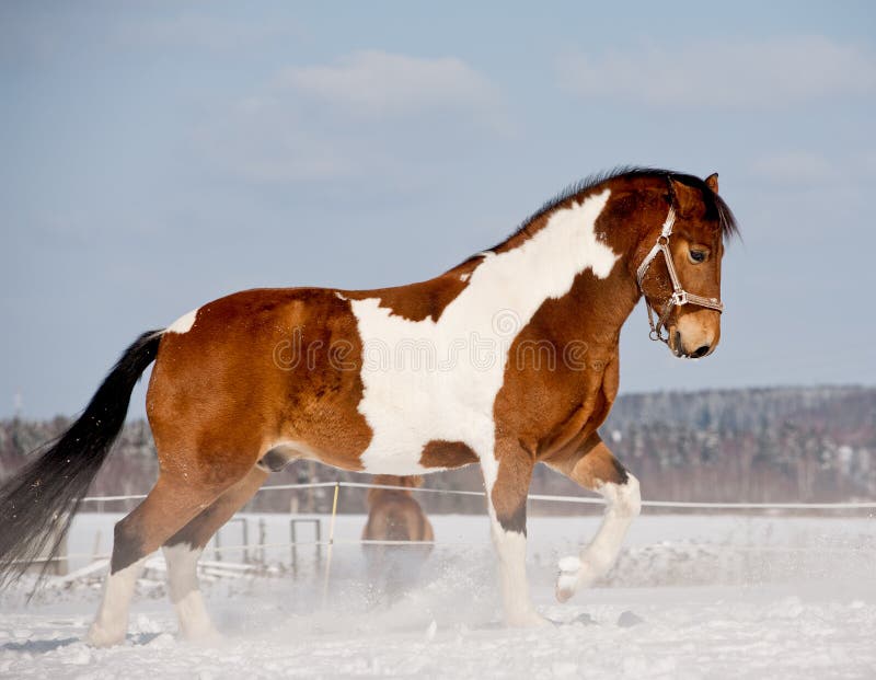bloeden Luxe Bekwaam Pinto paard stock afbeelding. Image of vrijheid, kastanje - 33846491