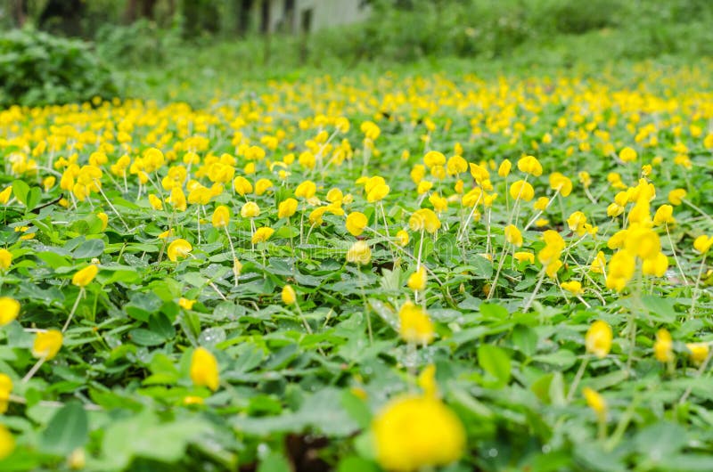 Yellow and green pinto peanut flower on the ground. Yellow and green pinto peanut flower on the ground