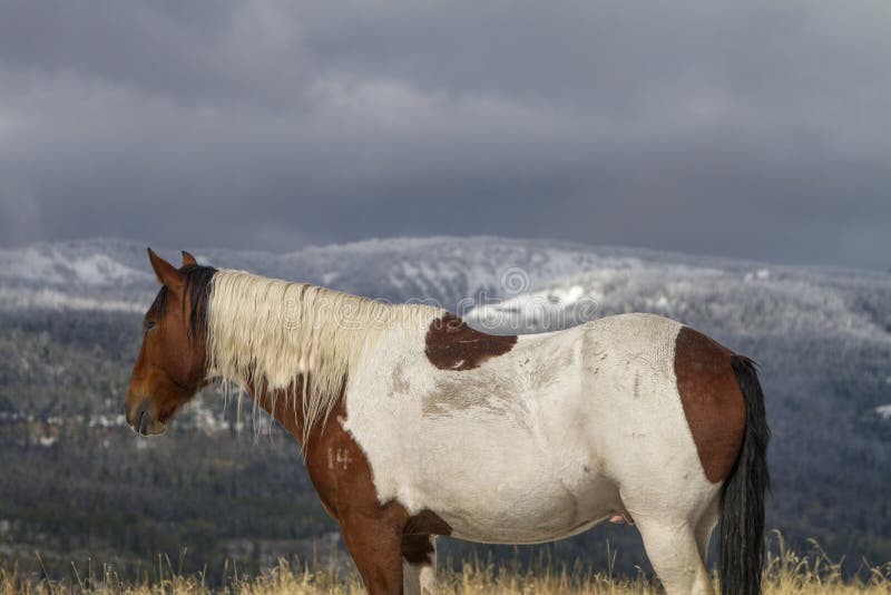 Pinto ranch horse with long mane in grass field; snow on mountains. Pinto ranch horse with long mane in grass field; snow on mountains