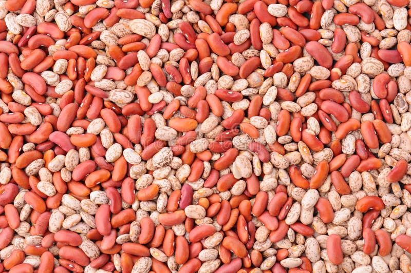 Closeup of a mass of red kidney and pinto beans, fills the frame. Closeup of a mass of red kidney and pinto beans, fills the frame.