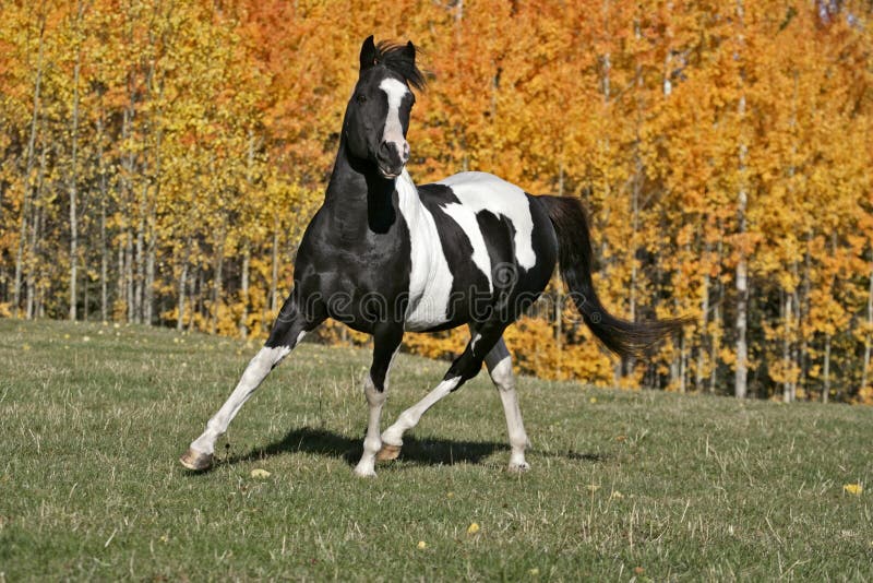 Pinto Stallion cantering in field