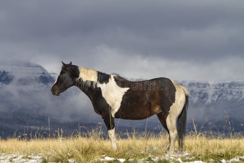 Pinto Wyoming ranch horse standing in grass field; snow on mountains. Pinto Wyoming ranch horse standing in grass field; snow on mountains