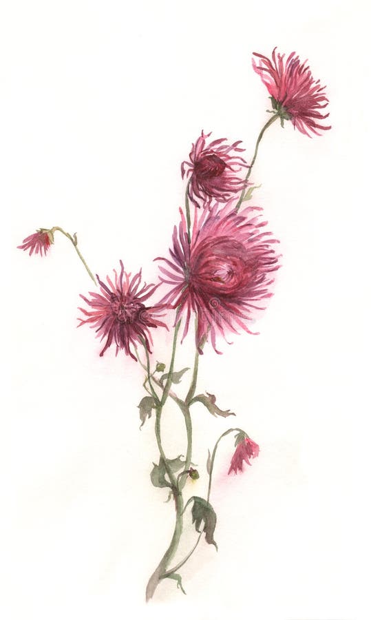 Pintura carmesim da aguarela da flor do crisântemo ilustração royalty free Pintura carmesim da aguarela da flor do crisântemo ilustração royalty free