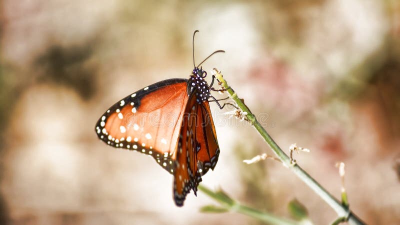 Pintura com natureza imagens de stock royalty free Pintura com natureza imagens de stock royalty free