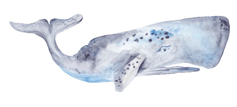 Pintura da baleia da aquarela ilustração stock Pintura da baleia da aquarela ilustração stock
