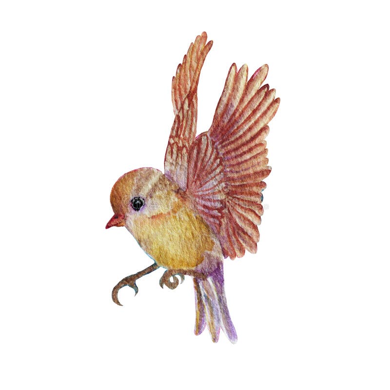 Pintura De Color Pájaro Dibujos De Animales Lindos Pintados a Mano Color  Agua Stock de ilustración - Ilustración de ilustraciones, pintado: 146523442