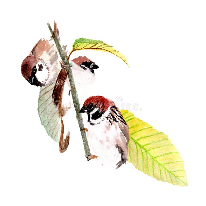 Pintura De Color Pájaro Dibujos De Animales Lindos Pintados a Mano Color Agua Stock de ilustración - Ilustración de poultry, pescados: 146523447 Pintura De Color Pájaro Dibujos De Animales Lindos Pintados a Mano Color Agua Stock de ilustración - Ilustración de poultry, pescados: 146523447