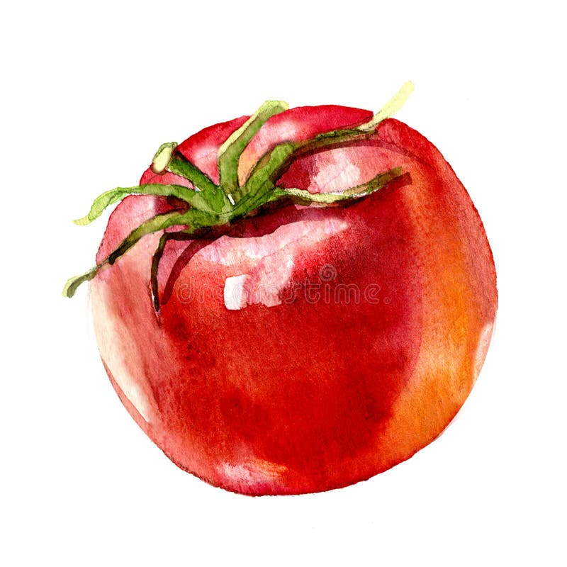 Pintura de la acuarela en el fondo blanco ilustración del vector Pintura de la acuarela en el fondo blanco ilustración del vector