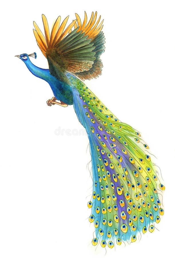 Ilustración Estilizada De Plumas De Pavo Real. Imagen Para Diseño O  Decoración. Ilustración del Vector - Ilustración de belleza, mano: 230759477