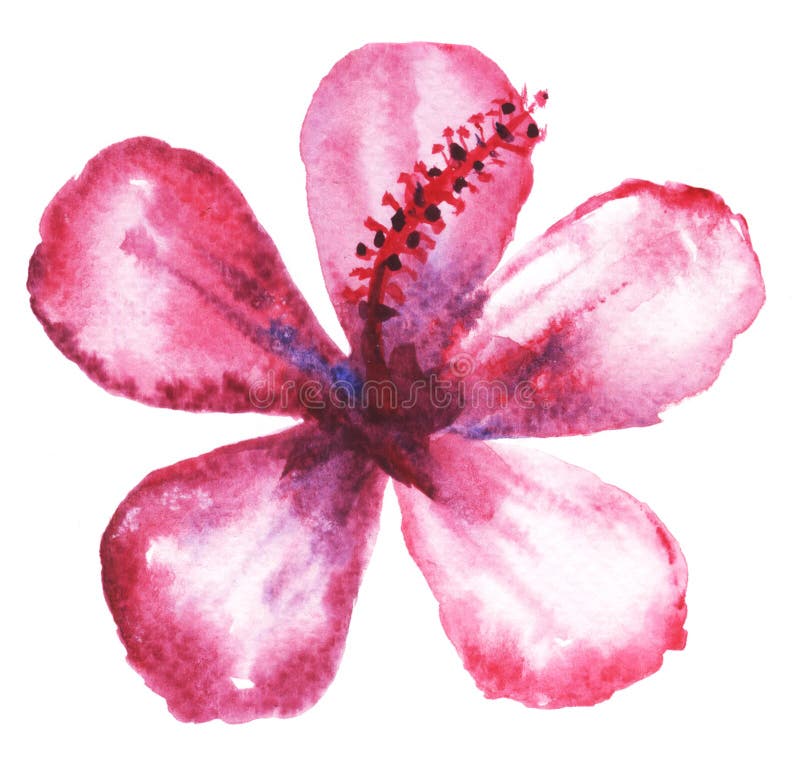 Pintura floral de la acuarela stock de ilustración Pintura floral de la acuarela stock de ilustración