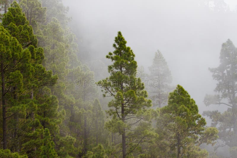 Pinus canariensis. Misty foggy forest. Fog in pine forest