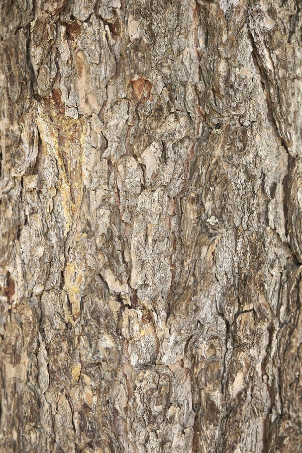 Pinus Cembra Coniferous Trees Stock Photo - Image of cembra, foliage ...