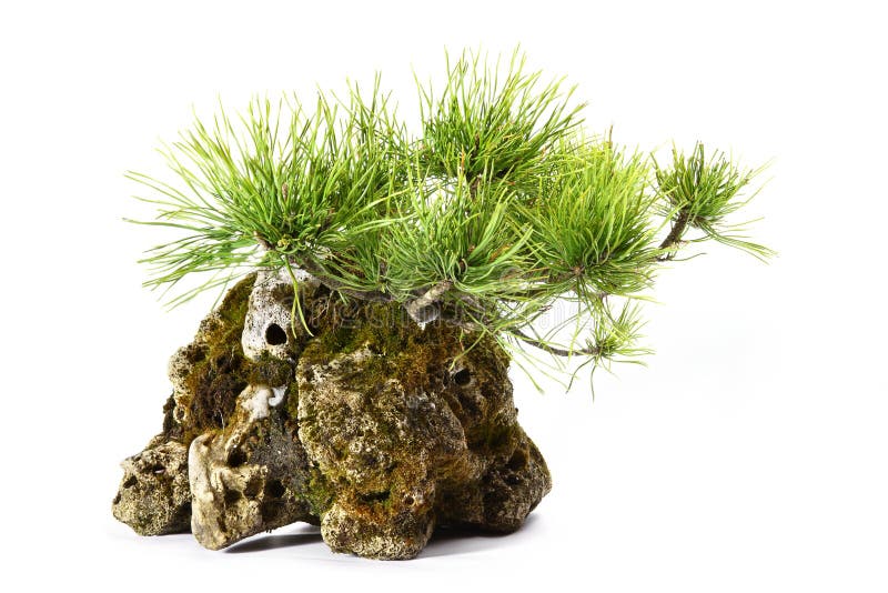Pinus Mugo con las ramas y las hojas en la roca imágenes de archivo libres de regalías Pinus Mugo con las ramas y las hojas en la roca imágenes de archivo libres de regalías