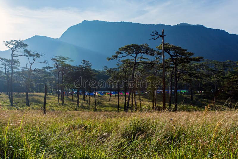 Pinus mugo - inoltre è conosciuto come siluetta del paesaggio del pino di strisciamento al parco nazionale Tailandia di Phu Soi D fotografia stock Pinus mugo - inoltre è conosciuto come siluetta del paesaggio del pino di strisciamento al parco nazionale Tailandia di Phu Soi D fotografia stock