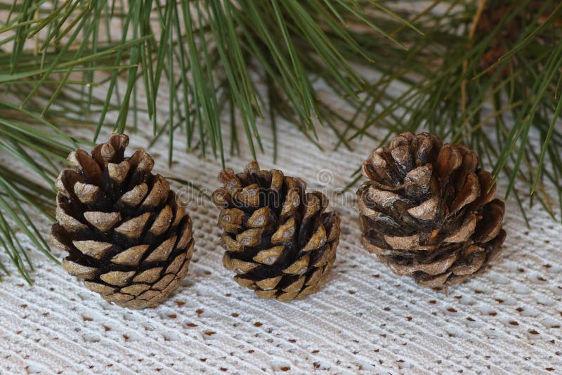 Pinus Pinea, som sörja från, muttrar göras royaltyfria bilder Pinus Pinea, som sörja från, muttrar göras royaltyfria bilder