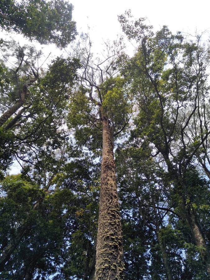 Pinus three on mountain andong royalty free stock photos