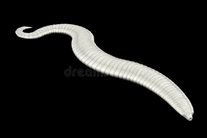Pinworms egy szoptató anya mellett, Parazita széklet elemzése, Mi lehet benne?