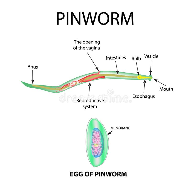 pinworms fejlődési ciklus diagram)
