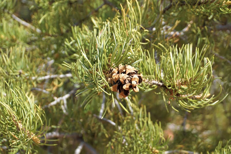 American southwest vegetation of pinon pine evergreen leaves in tall spikes supports seeds and nut cluster nestled inside cone. American southwest vegetation of pinon pine evergreen leaves in tall spikes supports seeds and nut cluster nestled inside cone.