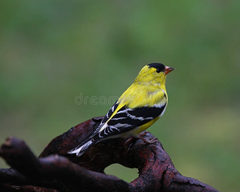 Yellow Finch Resting on Driftwood Tree Root in West Virginia. Yellow Finch Resting on Driftwood Tree Root in West Virginia