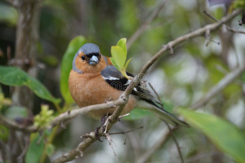 Pinzón vulgar, pájaro de Nueva Zelanda foto de archivo libre de regalías Pinzón vulgar, pájaro de Nueva Zelanda foto de archivo libre de regalías