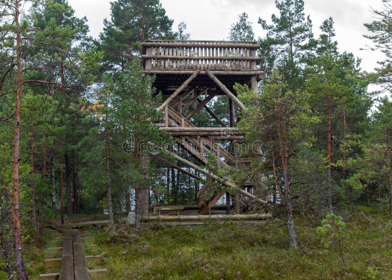 Pioggia di fondo tradizionale torre di osservazione in legno di bog nei prati delle paludi e nei pini di cacca di legno fotografia stock