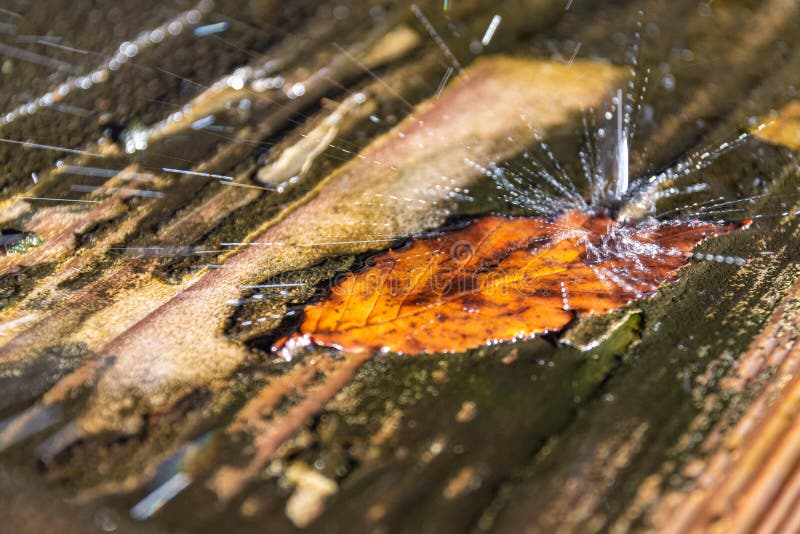 Pioggia di una sola foglia sulla pioggia fotografia stock libera da diritti Pioggia di una sola foglia sulla pioggia fotografia stock libera da diritti