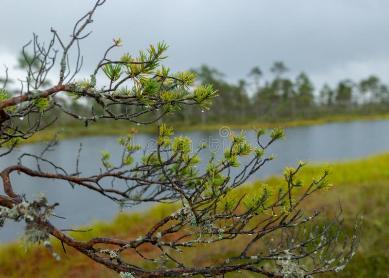 Pioggia giorno piovoso sottofondo tradizionale di bog panorama bog lago nell'erba della palude della pioggia e di muschio piccoli fotografie stock libere da diritti
