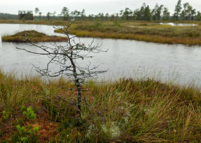 Pioggia giorno piovoso sottofondo tradizionale di bog panorama bog lago nell'erba della palude della pioggia e di muschio piccoli fotografia stock
