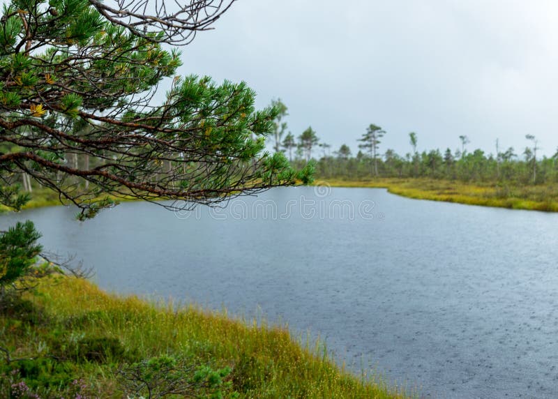 Pioggia giorno piovoso sottofondo tradizionale di bog panorama bog lago nell'erba della palude della pioggia e di muschio piccoli fotografia stock libera da diritti