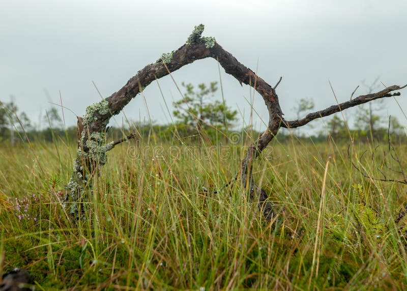 Pioggia giorno piovoso sottofondo tradizionale palude di bog e pini di cacca di legno durante la pioggia in autunno immagine stock