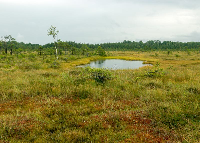 Pioggia giorno piovoso sottofondo tradizionale palude di bog e pini di cacca di legno durante la pioggia in autunno immagine stock