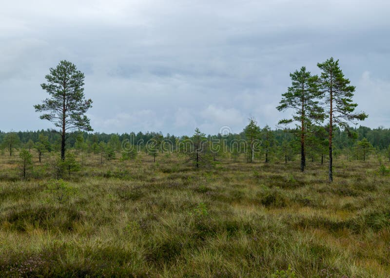 Pioggia giorno piovoso sottofondo tradizionale palude di bog e pini di cacca di legno durante la pioggia in autunno fotografie stock libere da diritti