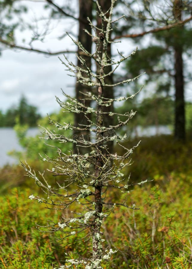 Pioggia giorno piovoso sottofondo tradizionale palude di bog e pini di cacca di legno durante la pioggia in autunno fotografie stock