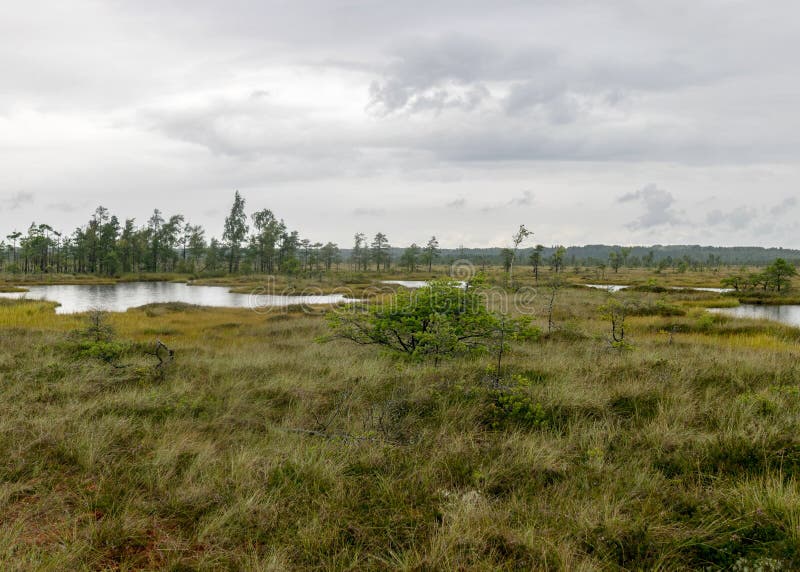 Pioggia giorno piovoso sottofondo tradizionale palude di bog e pini di cacca di legno durante la pioggia in autunno immagine stock