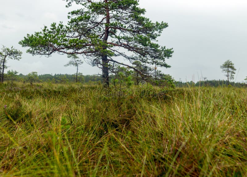 Pioggia giorno piovoso sottofondo tradizionale palude di bog e pini di cacca di legno durante la pioggia in autunno fotografia stock