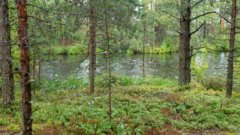 Pioggia giorno piovoso sottofondo tradizionale palude di bog e pini di cacca di legno durante la pioggia in autunno fotografie stock