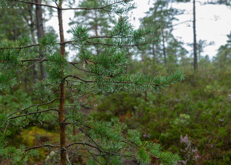 Pioggia giorno piovoso sottofondo tradizionale palude di bog e pini di cacca di legno durante la pioggia in autunno fotografie stock libere da diritti