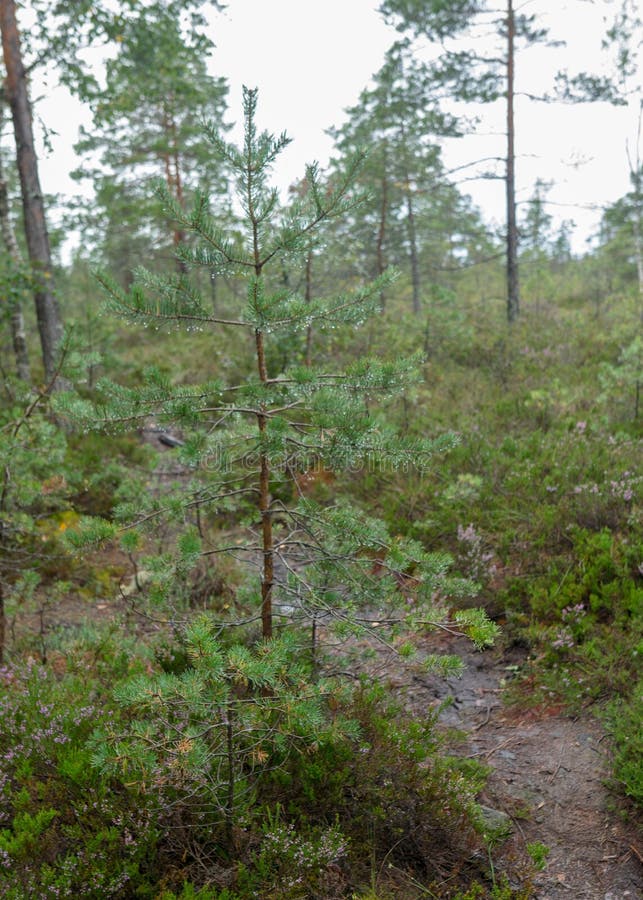 Pioggia giorno piovoso sottofondo tradizionale palude di bog e pini di cacca di legno durante la pioggia in autunno fotografia stock