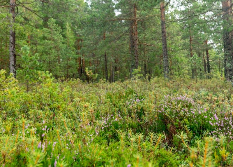 Pioggia giorno piovoso sottofondo tradizionale palude di bog e pini di cacca di legno durante la pioggia in autunno fotografie stock libere da diritti